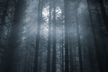 Fototapeta premium Foggy forest in a full moon night