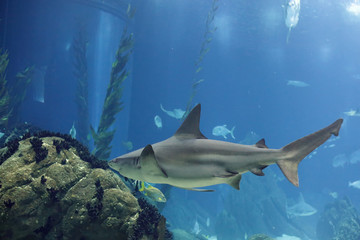 Lisbon Oceanarium shark