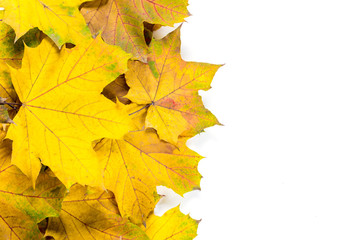 autumn maple leaves isolated on a white