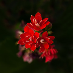 Obraz premium Kalanchoe flowers closeup in dark colors