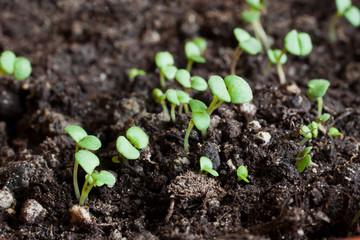 Young green shoots closeup
