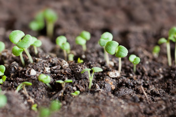 Young green shoots closeup
