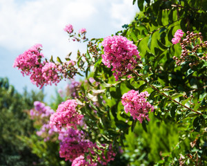 Fototapeta premium Pink tropical flowers
