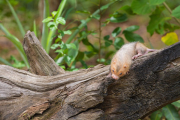 Lesser Bamboo Rat in nature