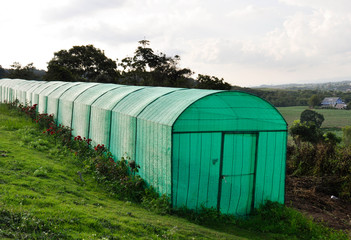 Fototapeta na wymiar Greenhouse plantation