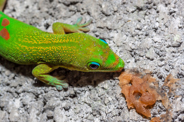 Naklejka na ściany i meble Gecko Gecko de l'île de la Réunion