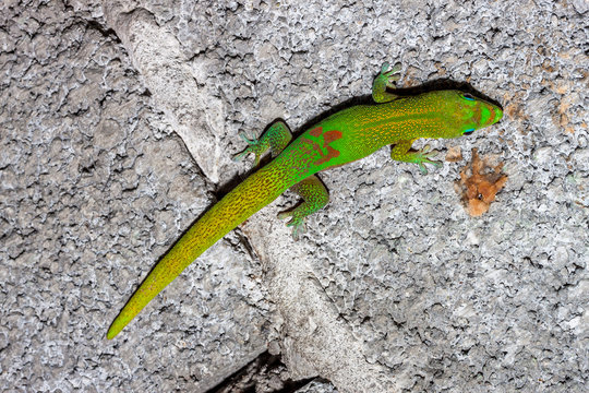 Gecko
Gecko de l'île de la Réunion