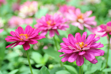 Closeup Pink Flowers