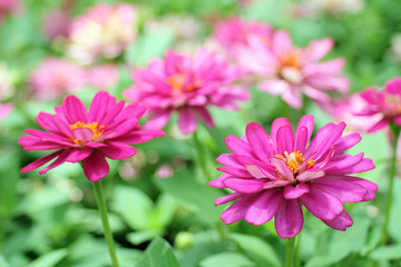 Obraz premium Closeup Pink Flowers