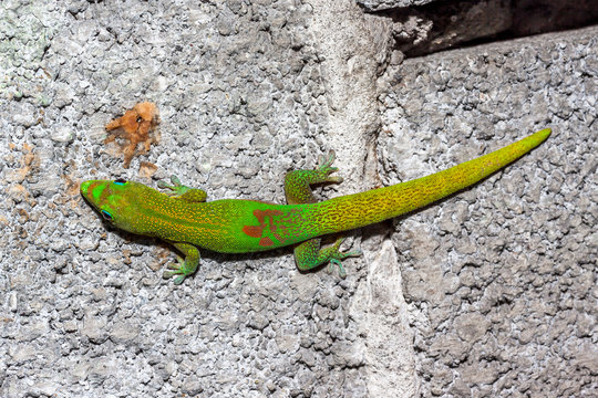 Gecko
Gecko de l'île de la Réunion