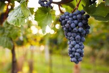 Fototapeta premium Branch of red wine grapes, toned
