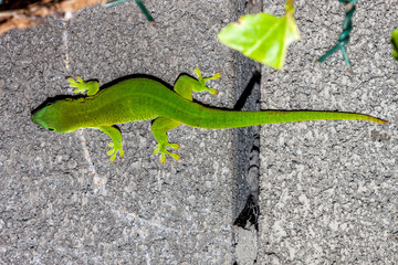 Gecko
Gecko de l'&icirc;le de la R&eacute;union