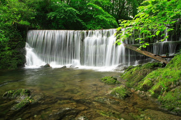 Waterfall in Green Forest