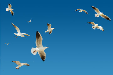 Seagulls flying group