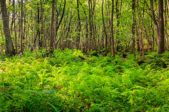 Wald © Thomas Jahnke