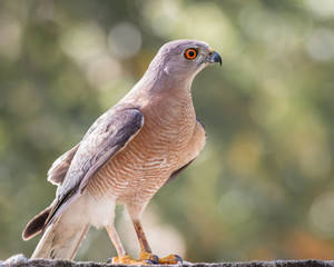 Shikra bird