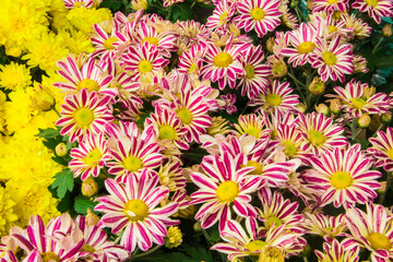 chrysanthemum flower