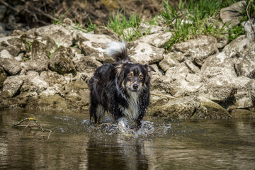 Hund geht durch einen Fluss und findet das Wasser zu kalt