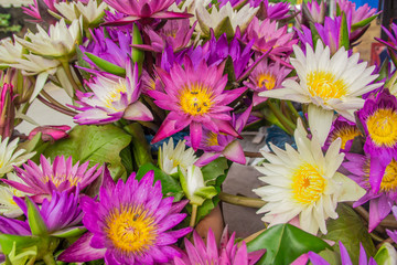 Obraz premium purple and white lotus