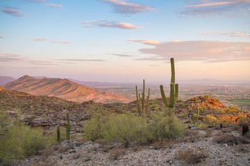 View of Phoenix with  Saguaro cactus