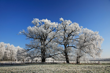 Winter Landscape, Group of Oak Trees Covered by Hoarfrost, bright sunshine, blue sky