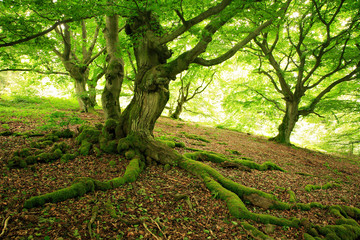 Gnarled Old Beech Trees with Moss Covered Roots in Wild Natural Forest