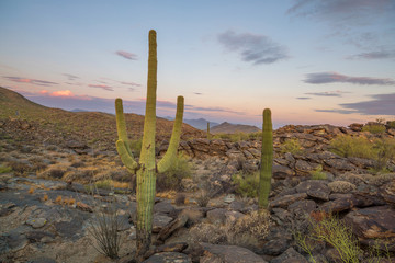 View of Phoenix with  Saguaro cactus