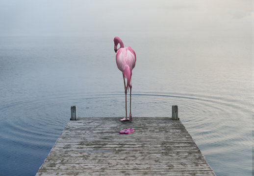 Flamingo on the Pier Composite