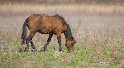 horse on nature