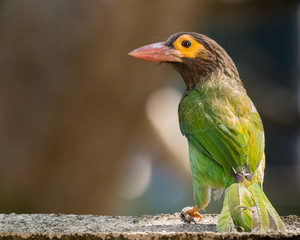 Brown-headed barbet bird