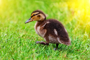 duckling