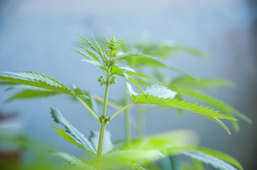 cannabis male plant flowering