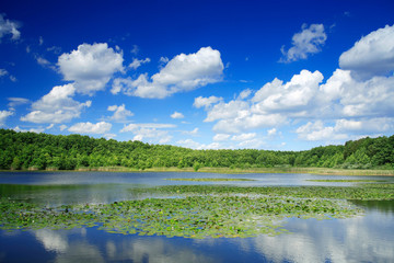 Fototapeta na wymiar Lake full of Water Lilies amongst the Woods, Blue Summer Sky, Cumulus Clouds