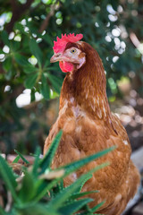 Chicken in farm garden
