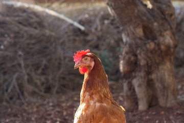 Chicken in farm garden