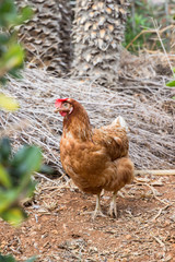 Chicken in farm garden