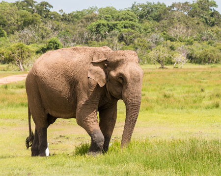 Fototapeta Wild elephant at Kumana National Park, Sri Lanka