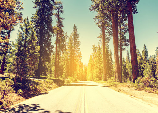 Sequoias in California