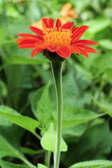 Oranger flowers in the garden, selective focus