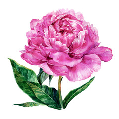 Watercolor hand drawn illustration of pink peony