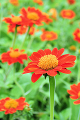 Oranger flowers in the garden, selective focus