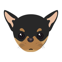pinscher dog breed canine pet animal. puppy cartoon. vector illustration