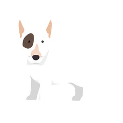 bull terrier breed dog canine pet animal. puppy cartoon. vector illustration