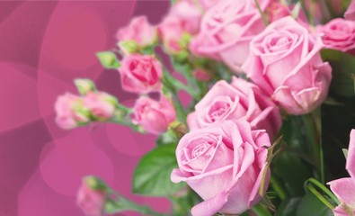 Fototapeta premium Flower.