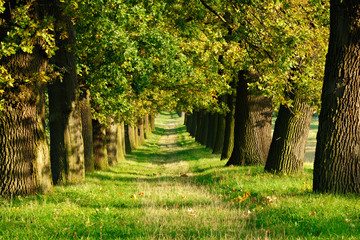 Avenue of Old Oak Trees illuminated by the Sun in Early Autumn, Grassy road