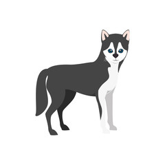 siberian husky breed dog canine pet animal. puppy cartoon. vector illustration