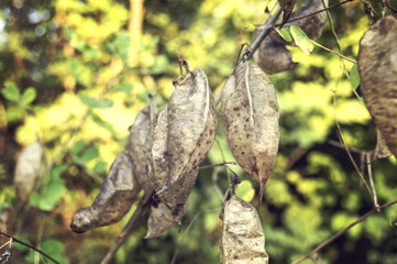 Dry plants in autumn green background
