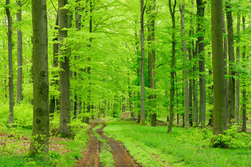 Winding Dirt Road through Natural Forest of Beech Trees in Early Spring, Fresh Green Leaves