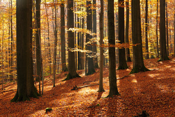Autumn, Forest of Deciduous Trees Illuminated by Sunbeams, Leafs Changing Colour