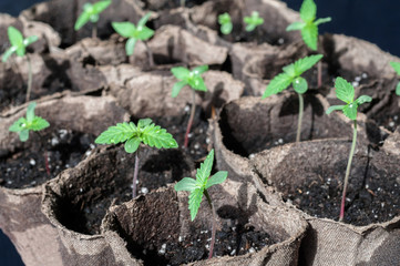 cannabis seedling